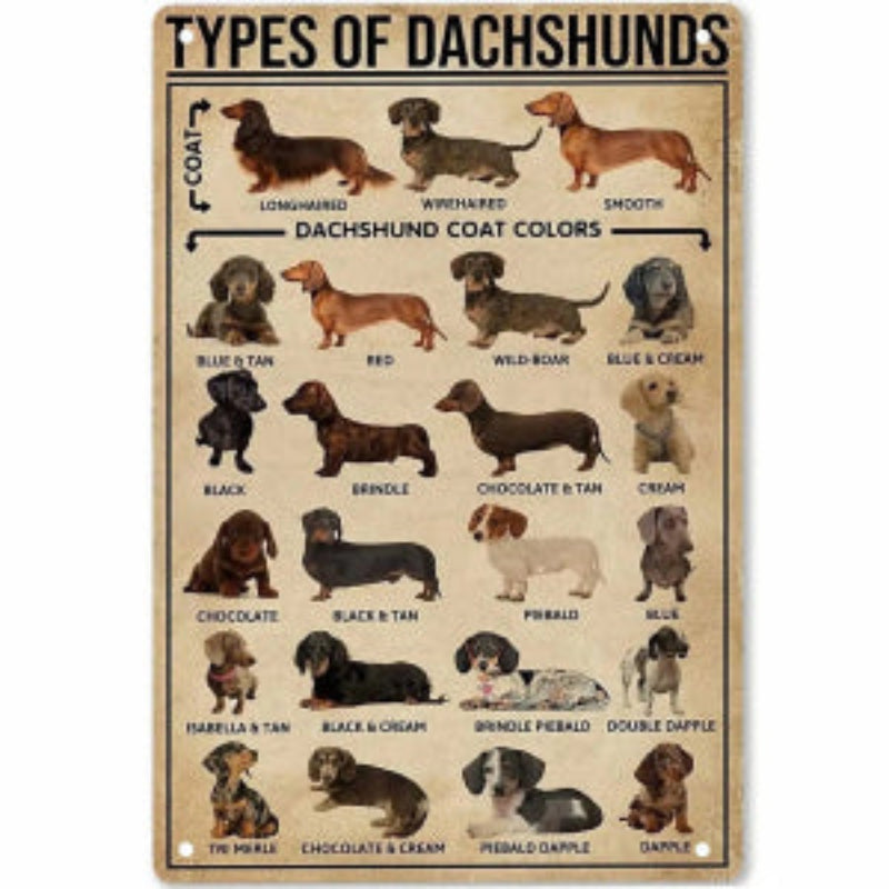 Home decor, room decor, wall decor, Chart showing different types of Dachshunds and their coat colours on a beige background.